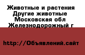 Животные и растения Другие животные. Московская обл.,Железнодорожный г.